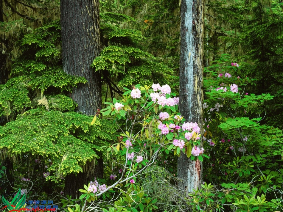 植物妈妈有办法综合_第1页