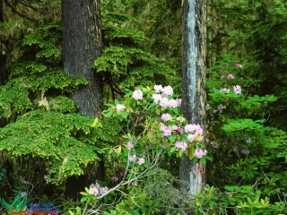 植物妈妈有办法综合