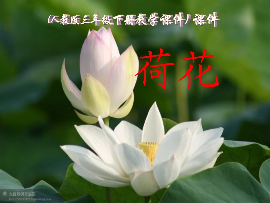 荷花课件 (2)_第1页