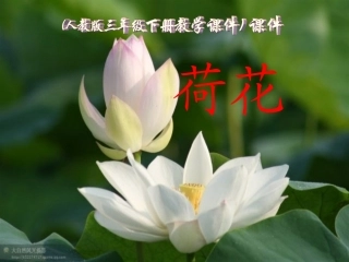 荷花课件 (2)