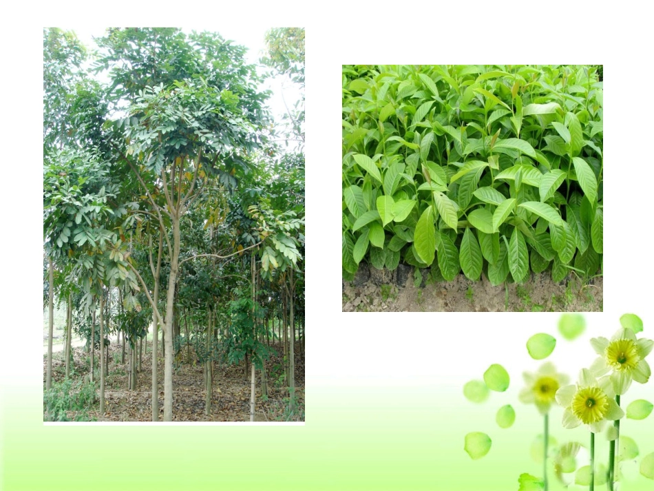 《桃花心木》教学课件1_第2页