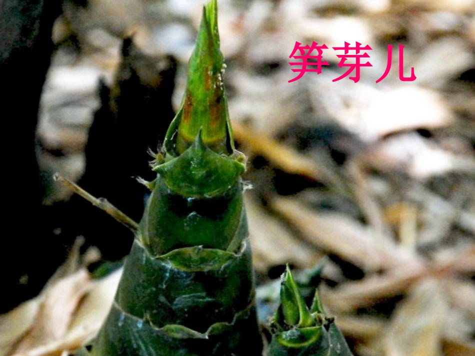 二年级语文下册第一组3笋芽儿课件_第2页
