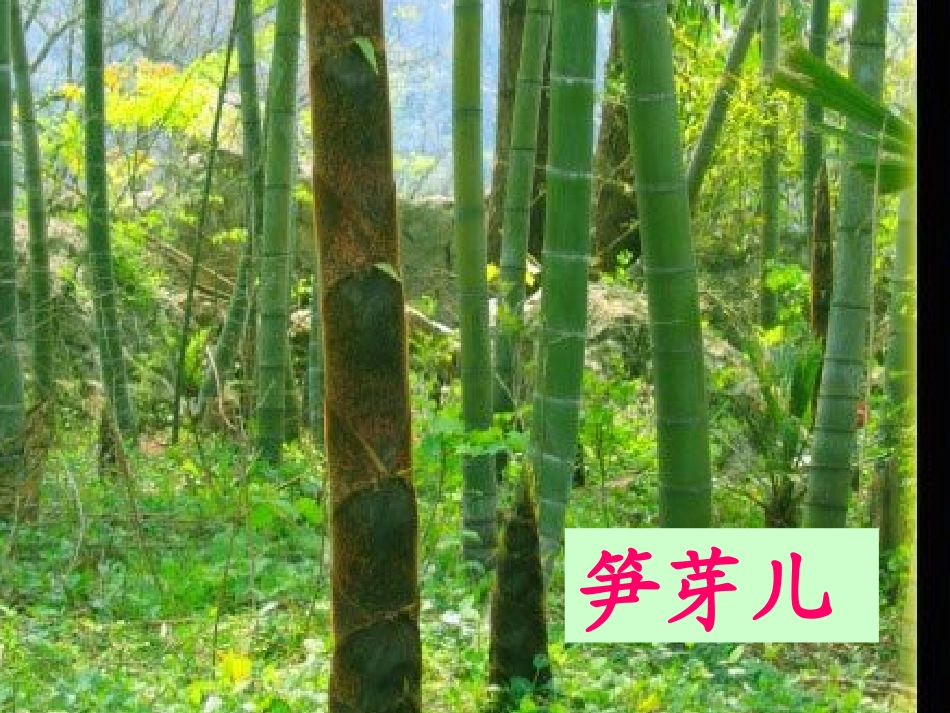 二年级语文下册第一组3笋芽儿课件_第3页