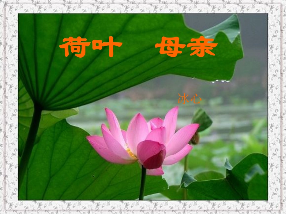 荷叶母亲公开课课件_第2页