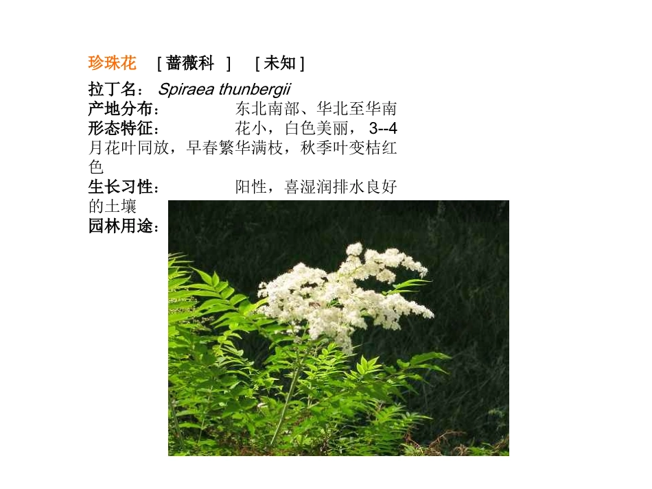 种常见灌木课件_第3页