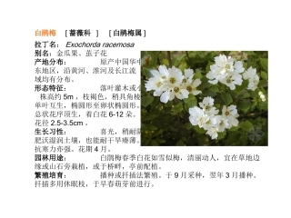 种常见灌木课件