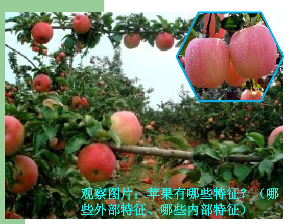 遗传和变异现象_课件_第2页