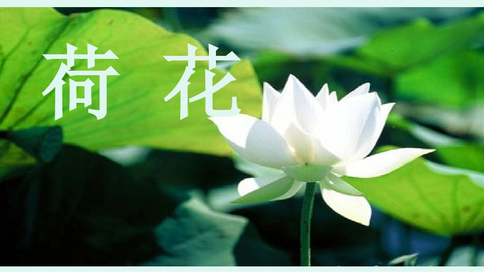 《荷花》课件 (4)_第1页