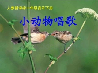 小动物唱歌课件