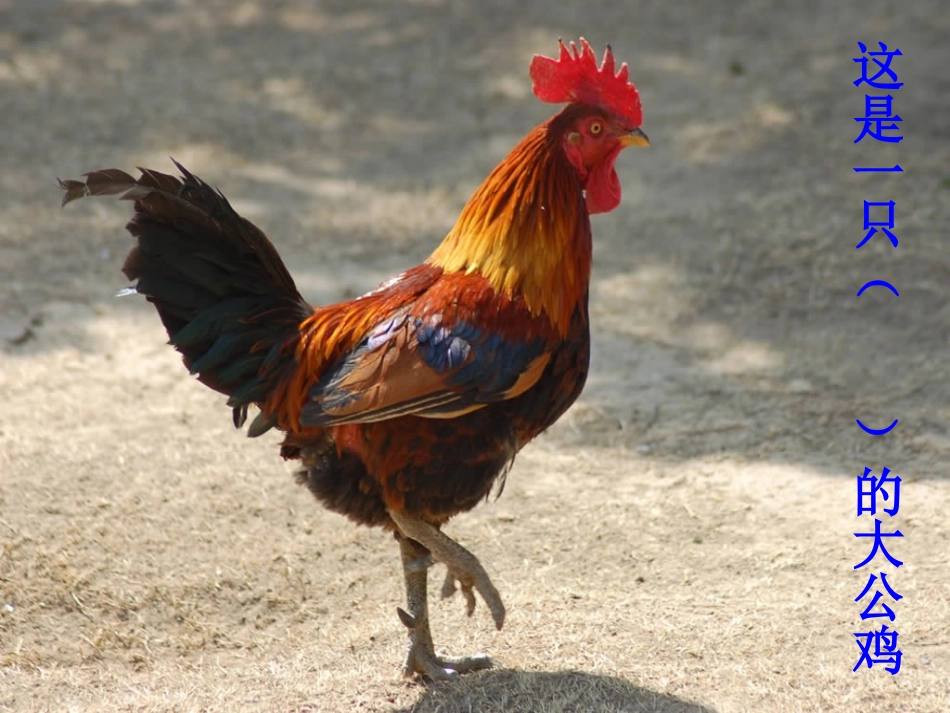 描写一种小动物1_第3页