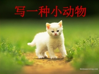 描写一种小动物1