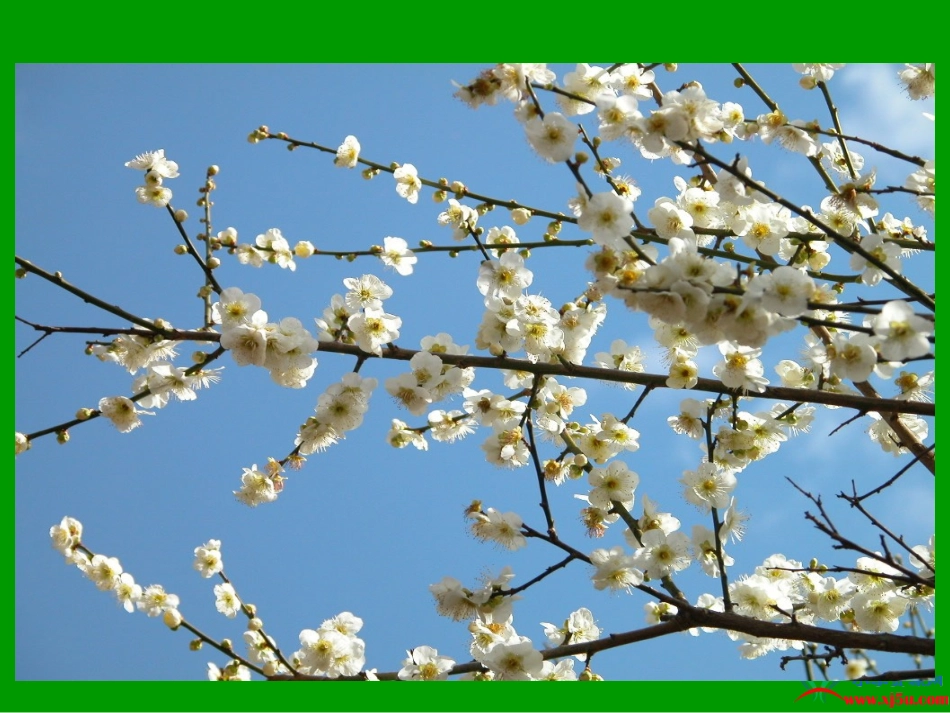 《春到梅花山》课件(苏教版一年级语文下册课件)_第3页