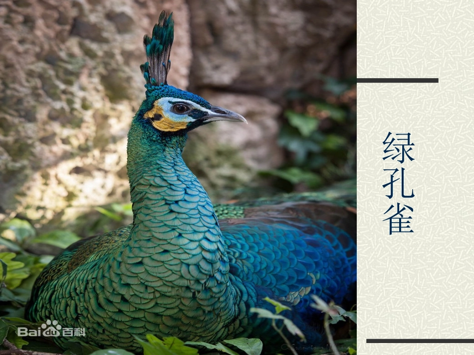 金孔雀轻轻跳 (2)_第2页