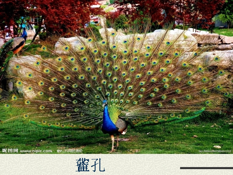 金孔雀轻轻跳 (2)_第3页