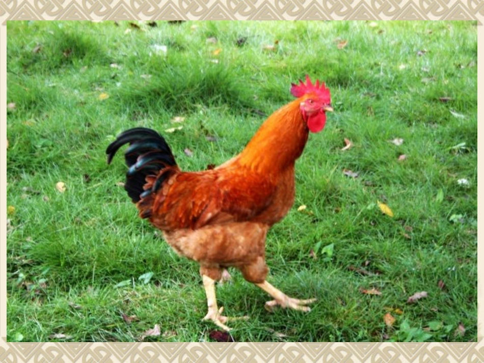 写一种小动物作文指导_第3页