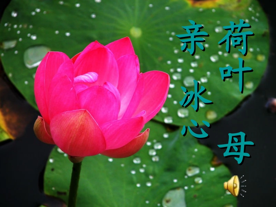 荷叶母亲课件_22222_第1页