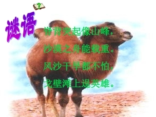 找骆驼 课件