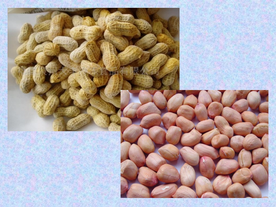 五年级语文上册落花生_第2页