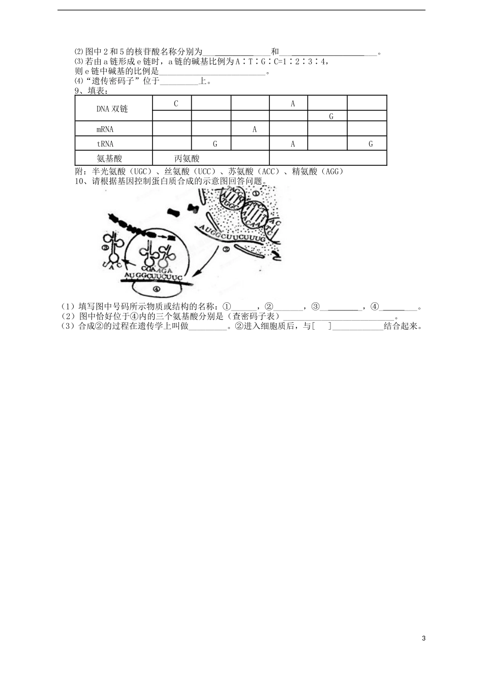 山东省武城县第二中学高中生物《4.1基因指导蛋白质的合成》学案 新人教版必修2_第3页