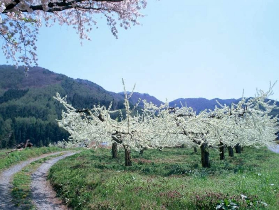 识字一一年级下课件_第2页