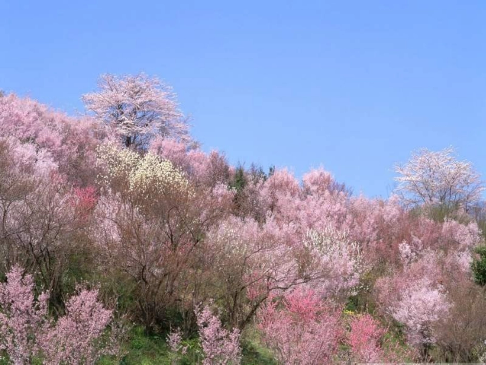 识字一一年级下课件_第3页