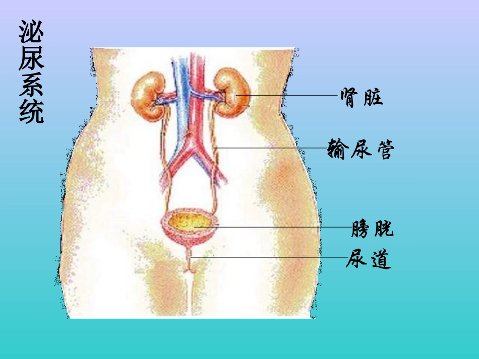 尿的形成与排出_第3页