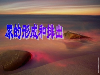 尿的形成与排出