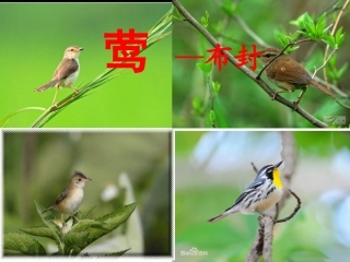鸡东周海林莺