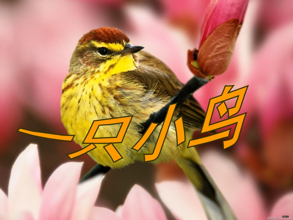 《一只小鸟》课件_第1页