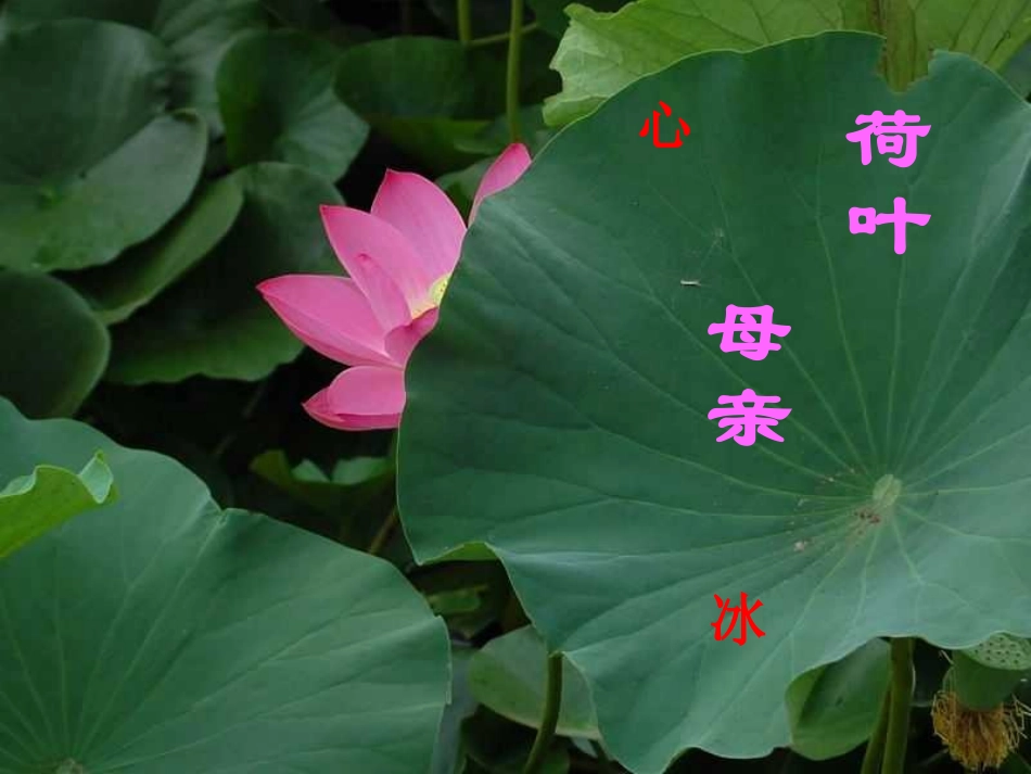 语文七上24荷叶母亲任红英_第2页