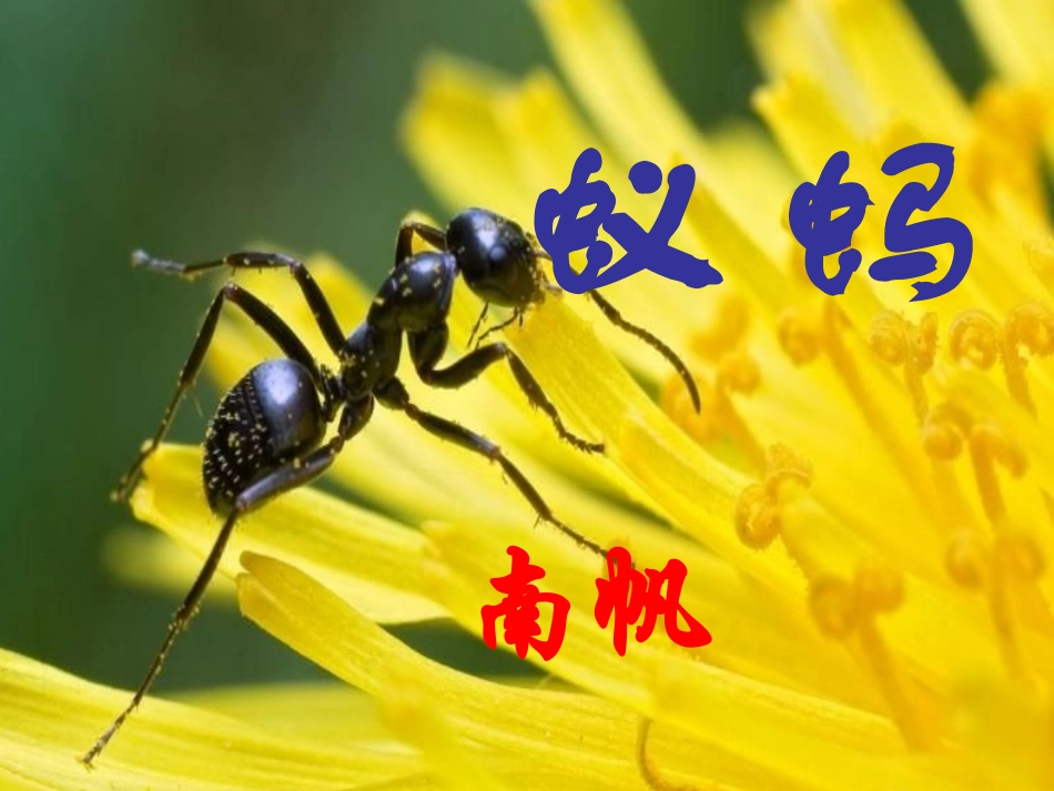 《蚂蚁》(北师大·八年级·上册语文)_第2页