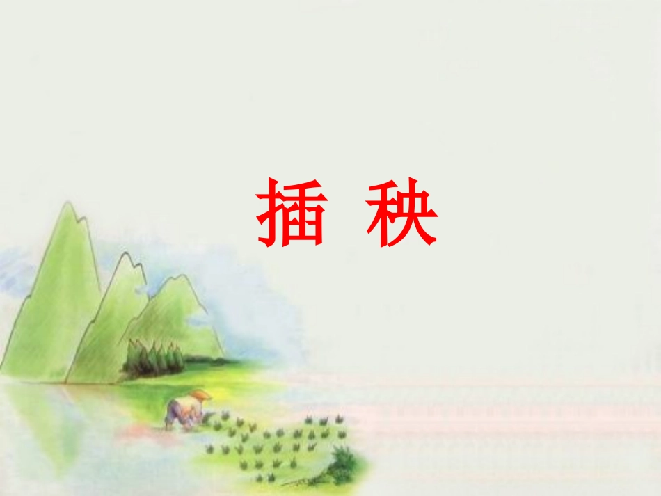 《插秧》课件1_第1页