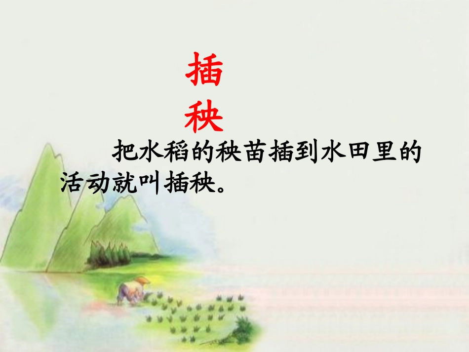 《插秧》课件1_第3页