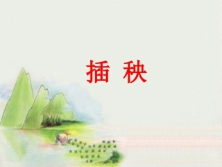 《插秧》课件1
