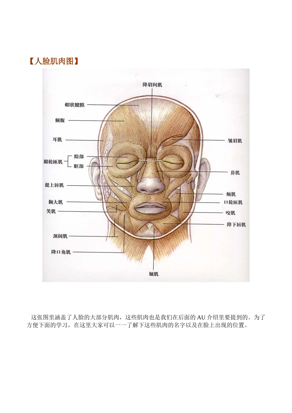 面部编码系统-微表情_第2页