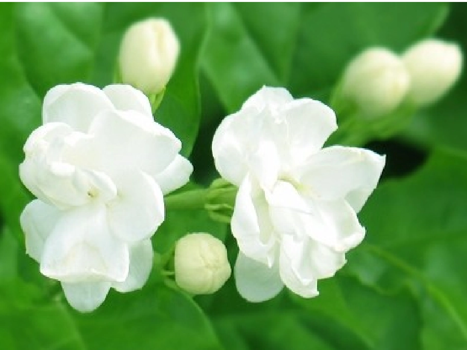 打花巴掌PPT_第2页