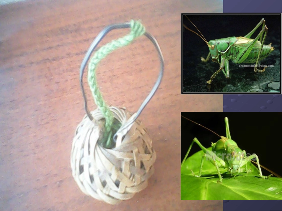 绿色蝈蝈 (2)_第2页