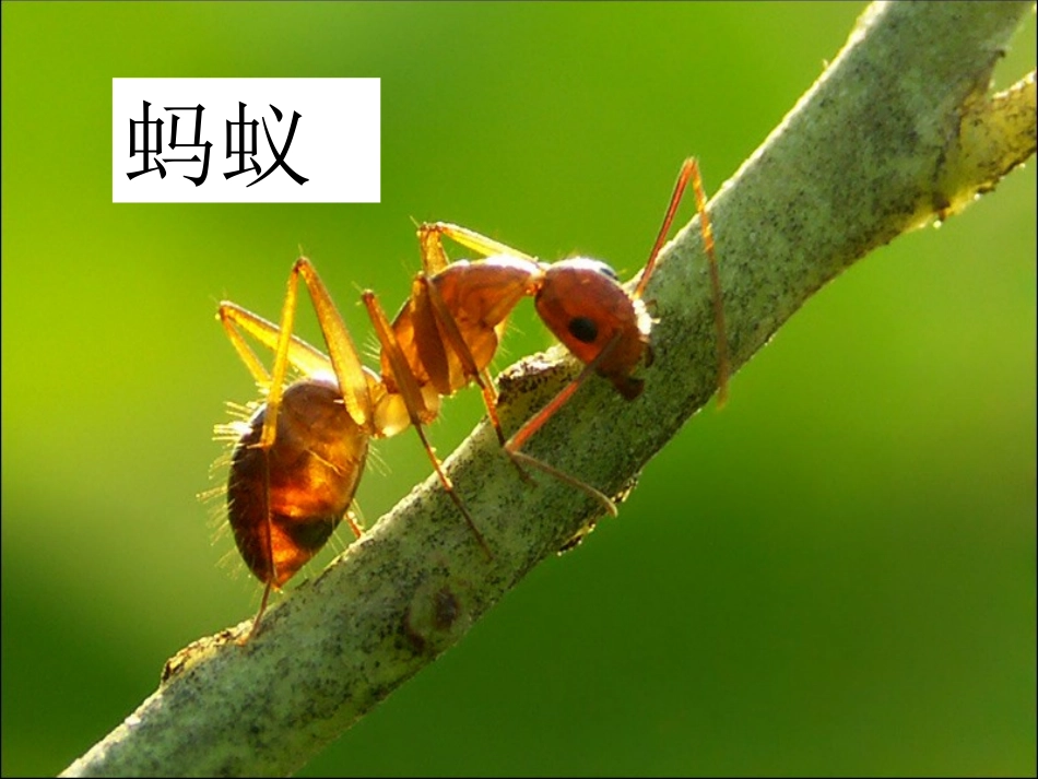一年级语文下册《识字四》PPT课件_第3页