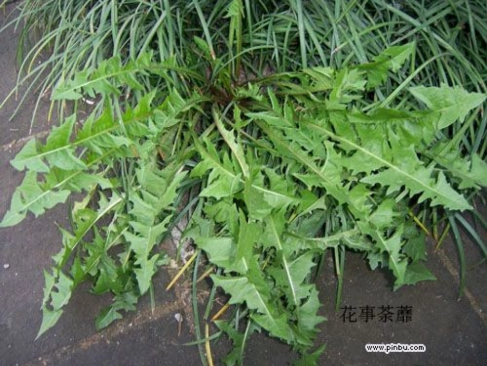 金色的草地---_第2页