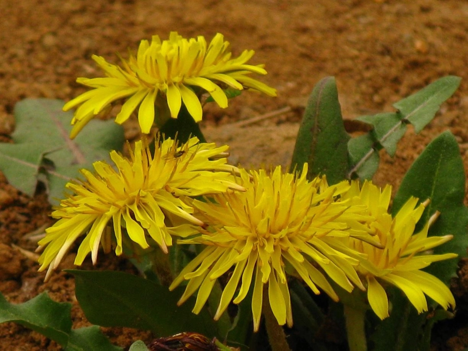 金色的草地---_第3页