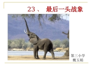 最后一头战象3