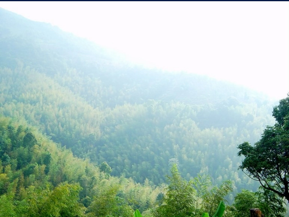 阿里山纪行1114_第2页