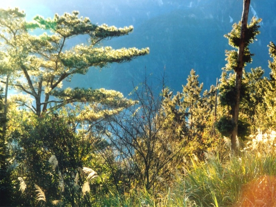 阿里山纪行1114_第3页