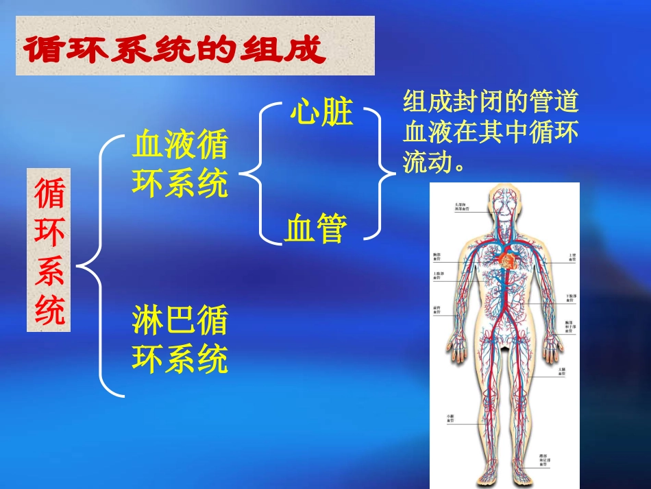 血液与血型课件_第2页