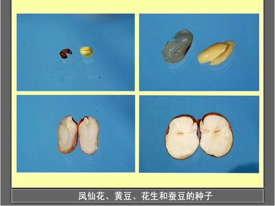 中班健康：种子的作用_第3页