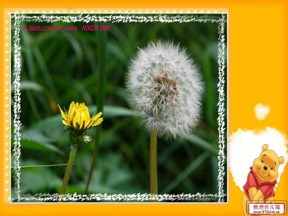 美丽的生命课件_第3页