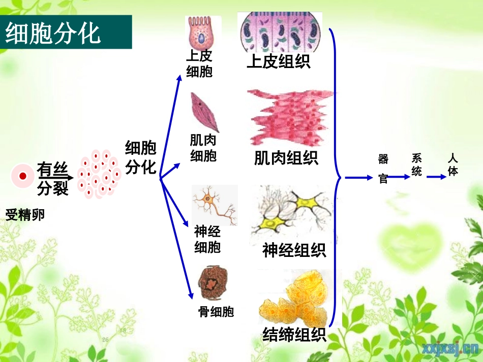 选修三211植物细胞工程的技术_第2页