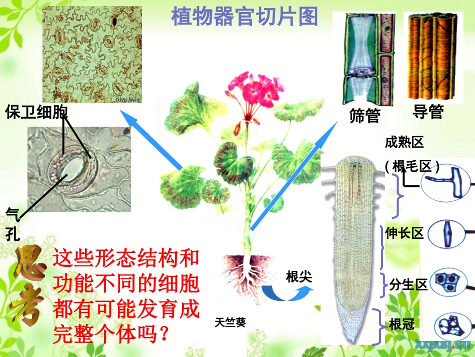 选修三211植物细胞工程的技术_第3页