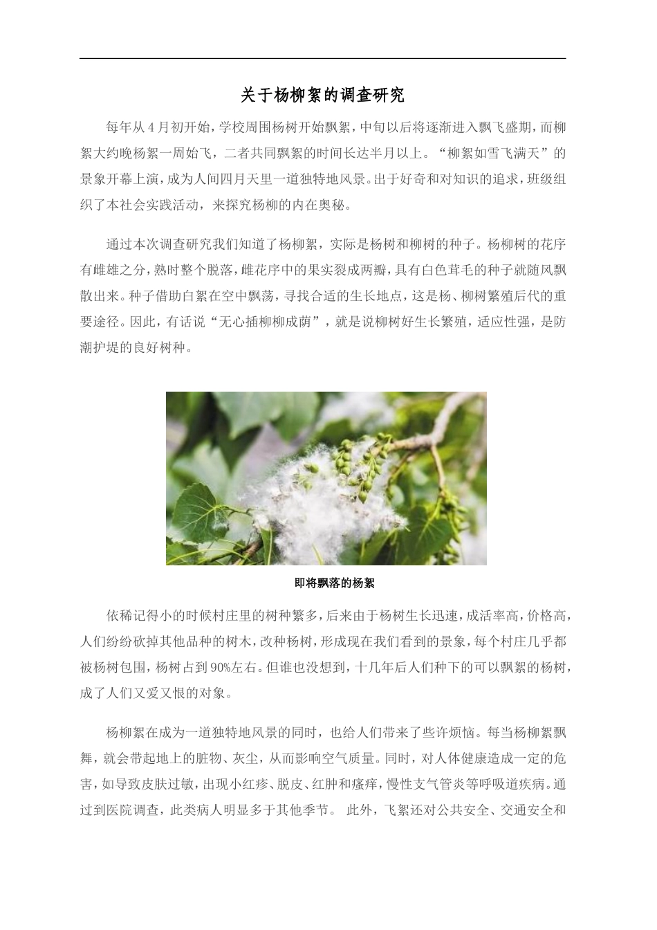 关于杨柳絮的调查研究_第1页