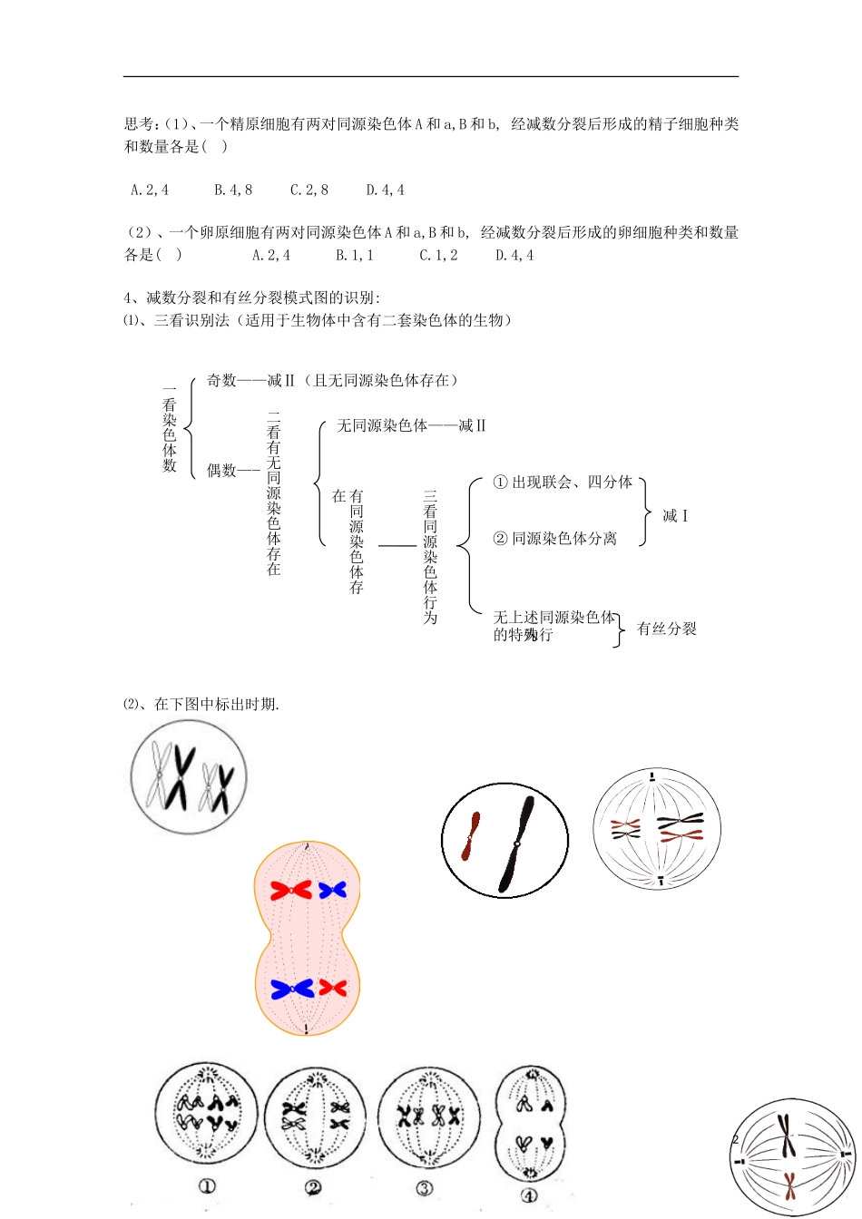 睢县回族高级中学高中生物《遗传与变异》5第二章 第一节 减数分裂和受精作用（第一课时）导学案 必修2_第2页